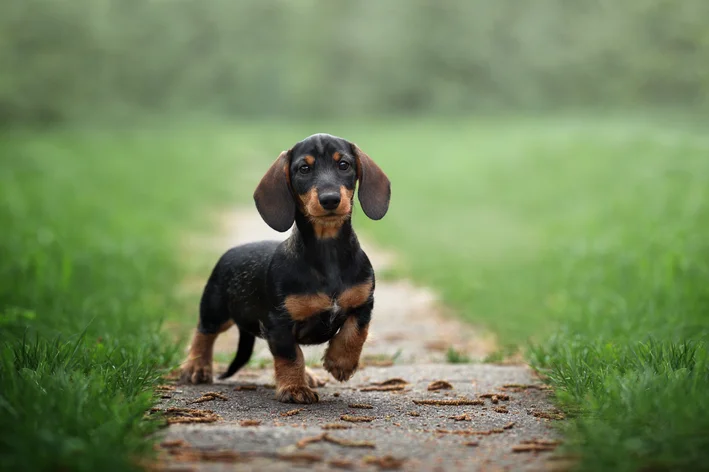 Dachshund correndo