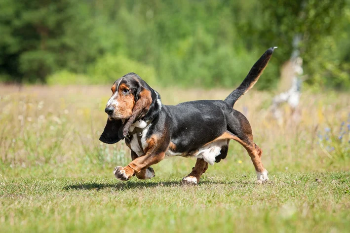 Basset Hound cachorro de caça