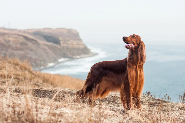 Setter Irlandês na praia