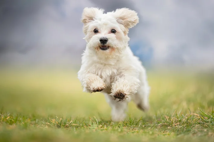 cachorro maltês correndo