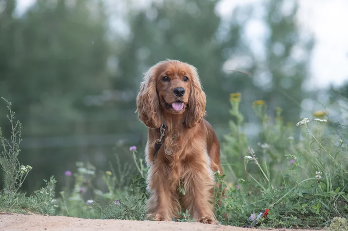 Cocker Spaniel Inglês no jardim