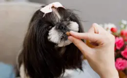 Melhor ração para Shih Tzu