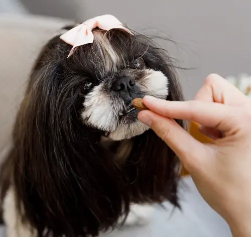 Melhor ração para Shih Tzu