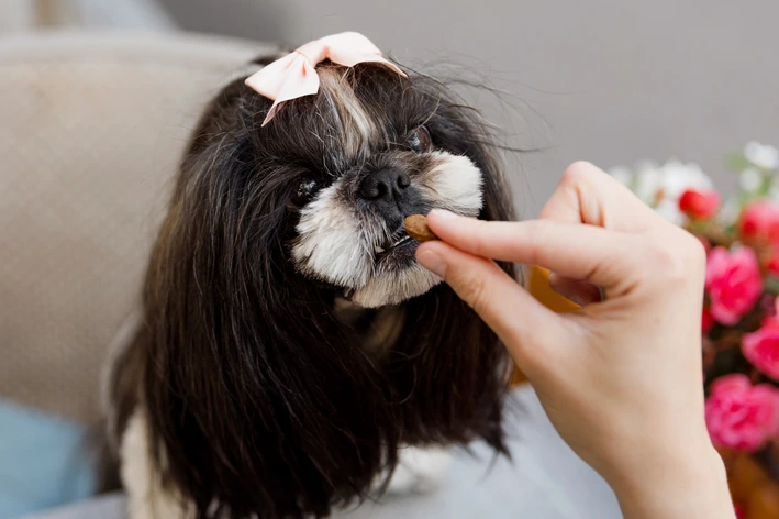 imagem de 12 melhores rações para Shih Tzu: opções para filhotes, adultos, cães com pele sensível e mais