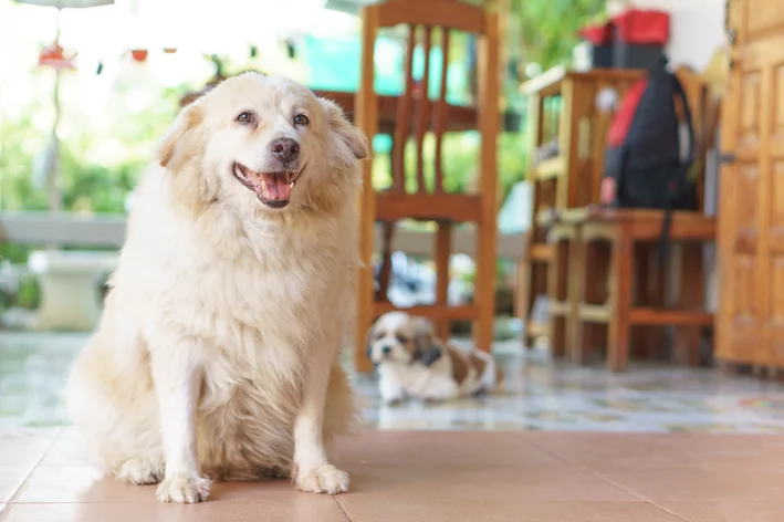 cachorro gordinho