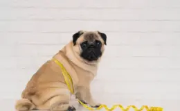 cachorro gordo