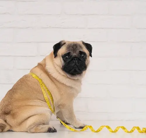 cachorro gordo