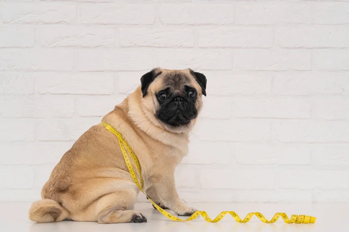 cachorro gordo