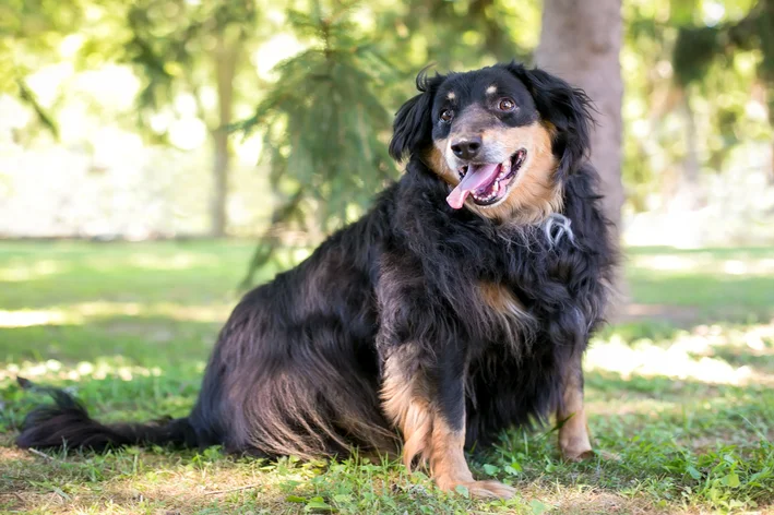 cachorro acima do peso