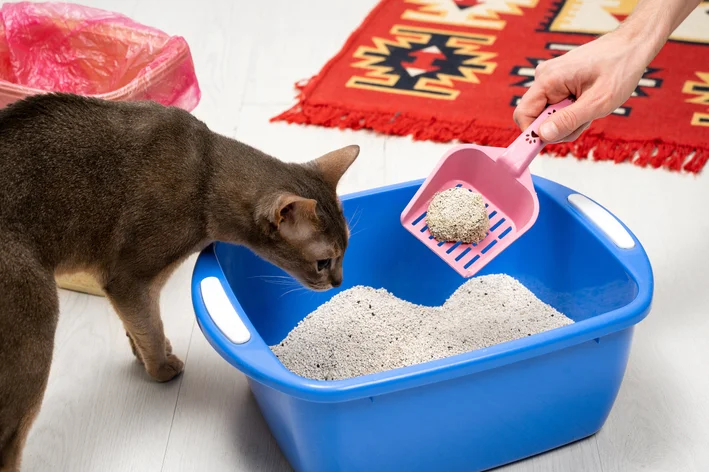 Areia Para Gatos