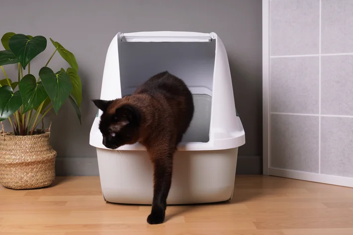 Como Acostumar O Gato A Uma Nova Areia Higienica