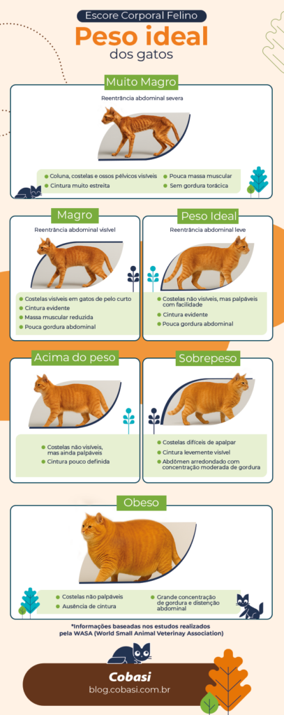 infográfico gato gordo