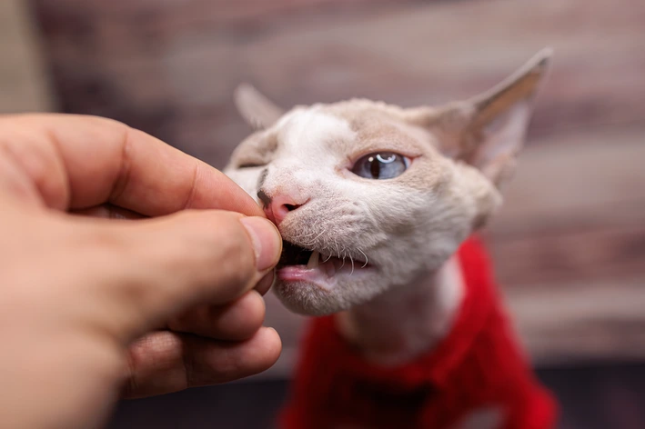 melhor antipulgas oral para gatos