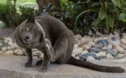 melhor antipulgas para gatos