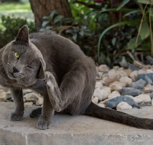 melhor antipulgas para gatos