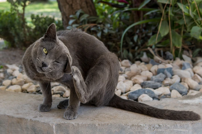 imagem de Qual o melhor antipulgas para gatos? 13 opções por tipo (pipeta, comprimido, coleira e spray)