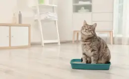 melhor areia para gatos