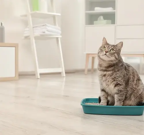 melhor areia para gatos