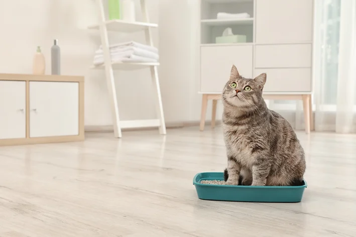 imagem de Conheça as 10 melhores areias para gato: absorção, controle de odores e custo-benefício