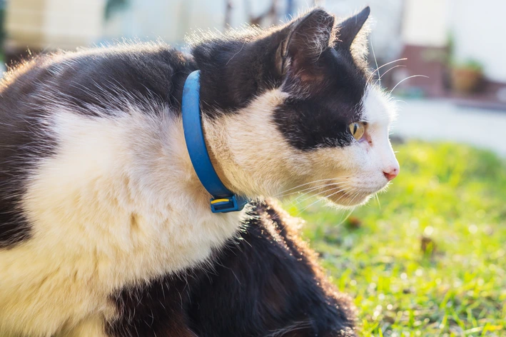 melhor coleira antipulgas para gatos