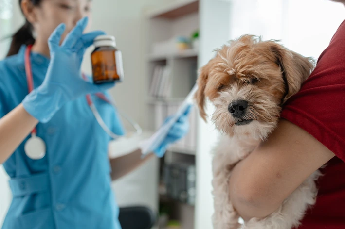 imagem de Pode dar dipirona para cachorro? Veterinária explica quando e como administrar o medicamento com segurança