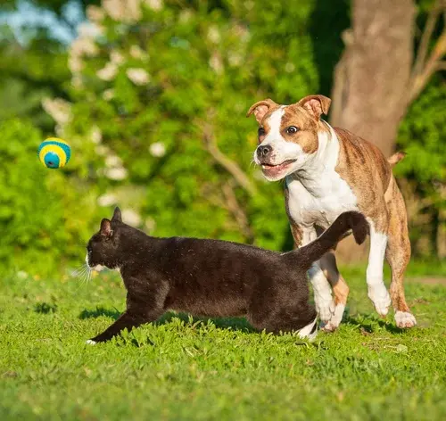 cachorro e gato brincando