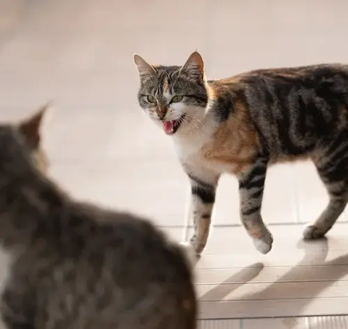gato agressivo é um sintoma de síndrome de Pandora