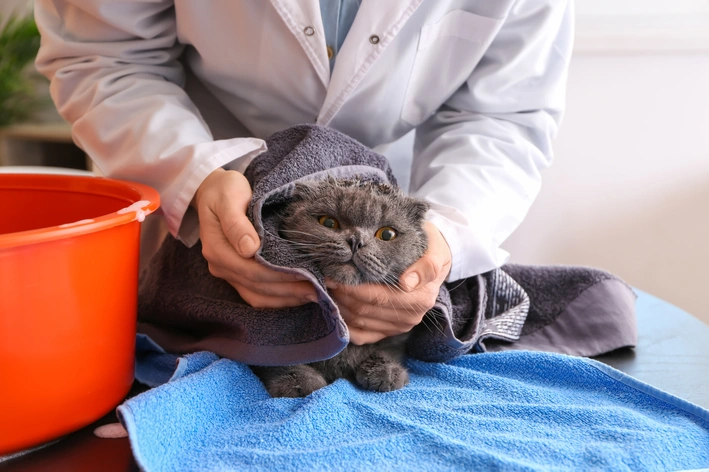 gato em clinica de banho pet profissional