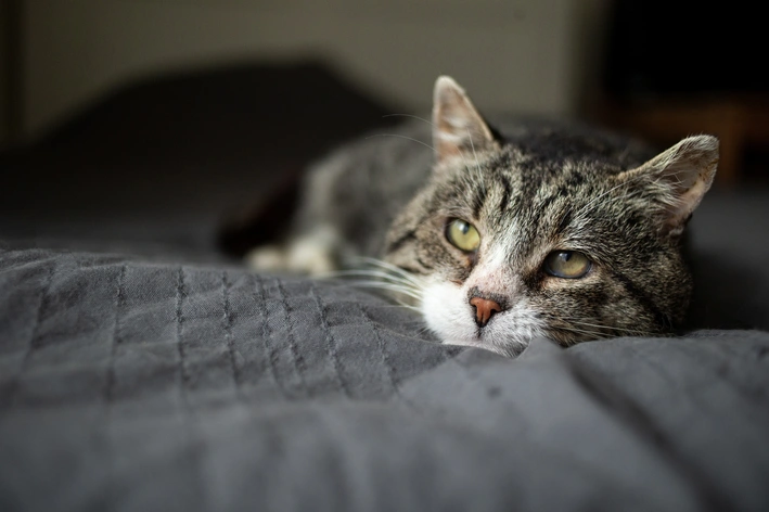 gato idoso deitado com a pelagem cinza e preta