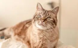 gato idoso com pelagem dourada