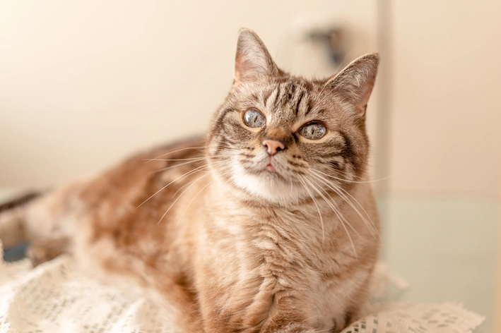imagem de Gato idoso em casa? Veja como adaptar a rotina para deixar a vida do felino mais confortável