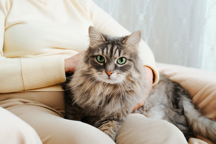 gato idoso de pelo longo