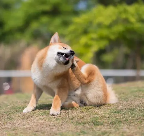 Cachorro com a alergia se coçando