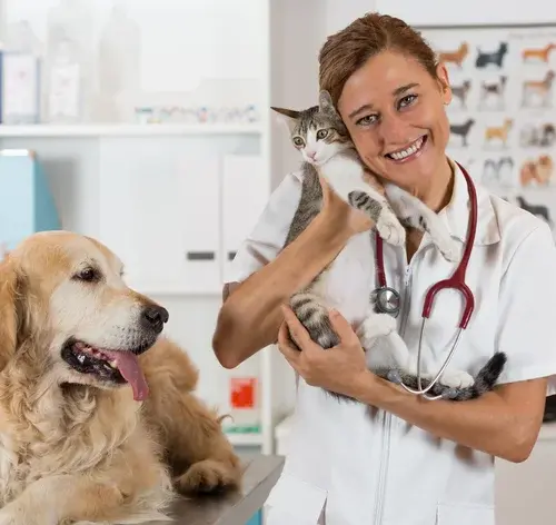 cachorro e gato no veterinário