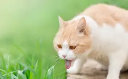 Conheça os sintomas, tratamentos e prevenção para bola de pelos em gatos