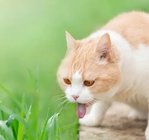 Conheça os sintomas, tratamentos e prevenção para bola de pelos em gatos