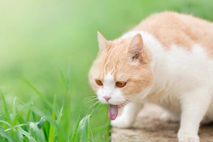 imagem de Conheça os sintomas, tratamentos e prevenção para bola de pelos em gatos