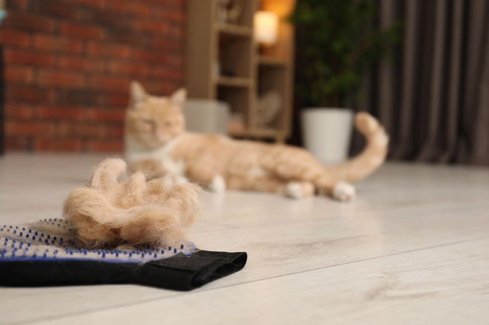 Conheça os sintomas, tratamentos e prevenção para bola de pelos em gatos Bola De Pelos Felina