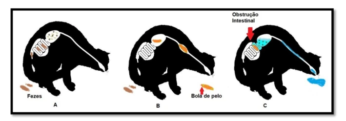 Conheça os sintomas, tratamentos e prevenção para bola de pelos em gatos Formacao De Bola De Pelos Em Gatos