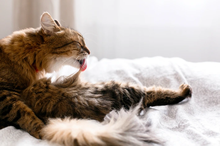Conheça os sintomas, tratamentos e prevenção para bola de pelos em gatos Gato Vomitando Bola De Pelos