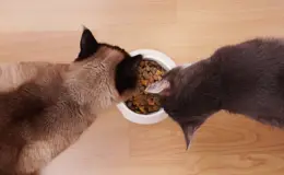 Qual a melhor ração para gatos? Guia completo com as marcas mais recomendadas do ano!