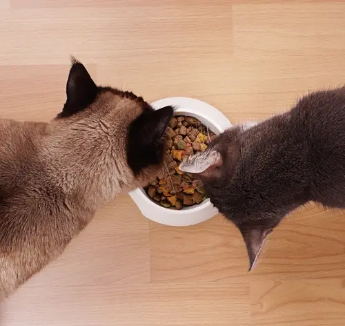 Qual a melhor ração para gatos? Guia completo com as marcas mais recomendadas do ano!