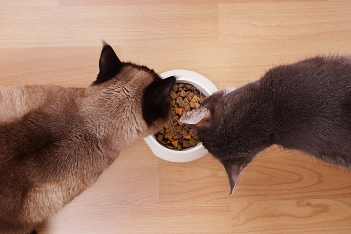 imagem de Qual a melhor ração para gatos? Guia completo com as marcas mais recomendadas do ano!