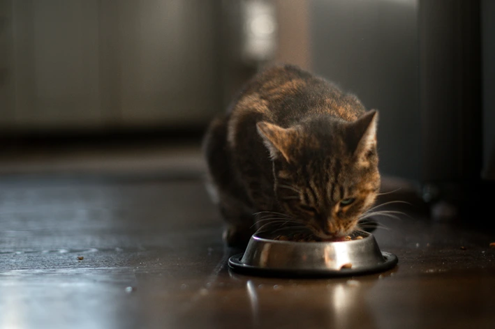 Racao Medicamentosa Para Gato