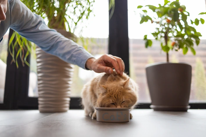 Racao Para Gatos