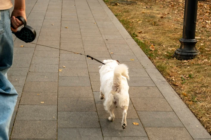 Cachorro branco sendo passeado na rua por uma pessoa, vista de trás, com calçada de pedras e grama ao lado.