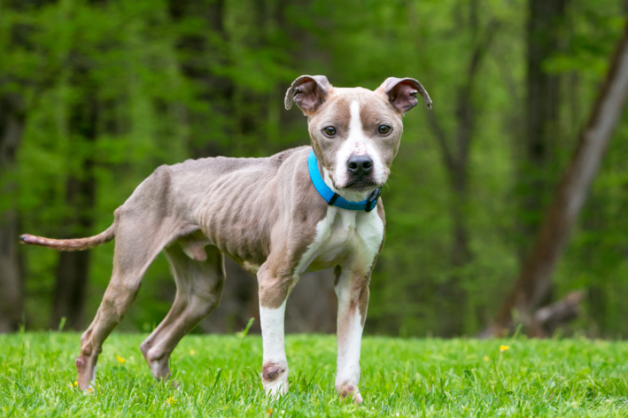 Cachorro porte médio de pelagem clara e branca em pé em um gramado verde, usando coleira azul, com fundo desfocado de floresta em dia ensolarado.