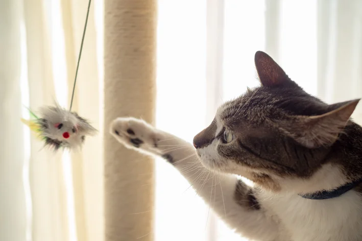Gato brincando com brinquedo de pelúcia em ambiente casa com luz natural