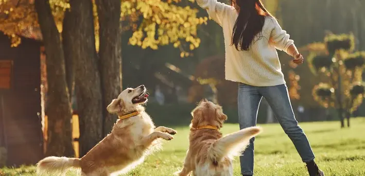 Mulher brincando com dois Golden Retrievers ao ar livre em um parque durante o outono, demonstrando felicidade e interação com os cães.