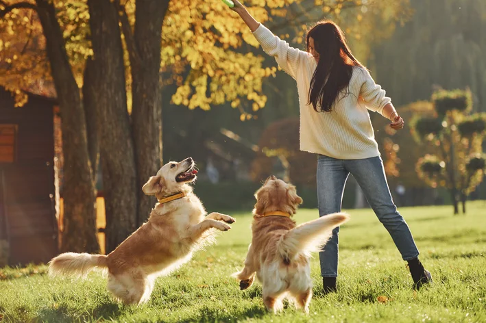 Mulher brincando com dois Golden Retrievers ao ar livre em um parque durante o outono, demonstrando felicidade e interação com os cães.